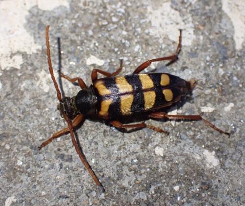 Leptura aurulenta